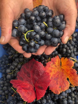 SOZO ANGRY BERRIES CLARETE 2024-25