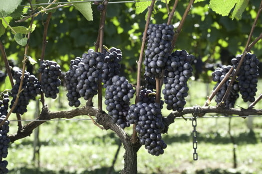 SOZO ANGRY BERRIES CLARETE 2024-25