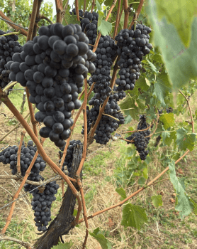 SOZO ANGRY BERRIES CLARETE 2024-25